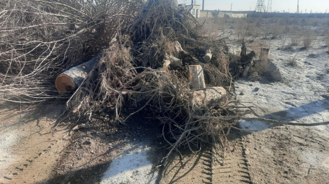 В Бухаре граждане срубили более 20 деревьев: ущерб оценен почти в 147 млн сумов
